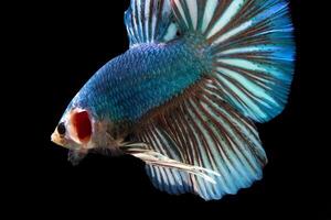 blauw monster reusachtig betta vis foto