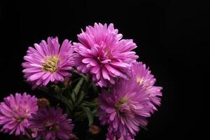 roze aster bloem Aan zwart achtergrond foto