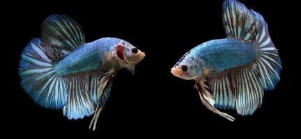 blauw monster reusachtig betta vis foto