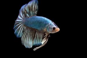 blauw monster reusachtig betta vis foto