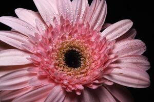 roze gerbera bloem Aan zwart foto