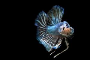 blauw monster reusachtig betta vis foto