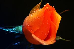 oranje roos Aan zwart achtergrond foto