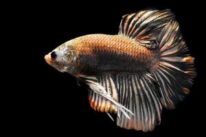 verbijsterend gouden betta vis Aan zwart foto