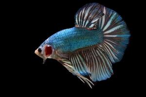 blauw monster reusachtig betta vis foto