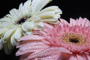 wit en roze gerbera bloem Aan zwart foto