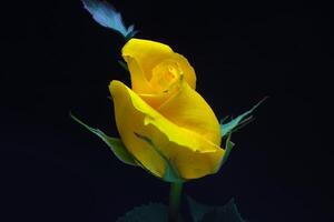 geel roos bloem knop Aan zwart achtergrond foto
