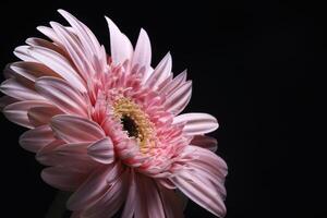 roze gerbera bloem Aan zwart foto