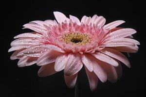 roze gerbera bloem Aan zwart foto