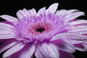 Purper gerbera bloem Aan zwart achtergrond foto