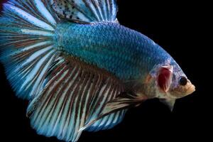 blauw monster reusachtig betta vis foto