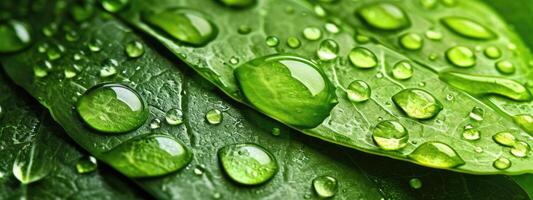 ai gegenereerd generatief ai, macro structuur van groen blad met water druppels, groen gebladerte textuur, ecologie achtergrond foto