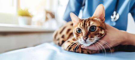ai gegenereerd generatief ai, schattig kat wezen onderzocht door professioneel dierenarts in dierenarts kliniek foto