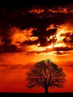 reusachtig eik boom Bij zonsondergang foto