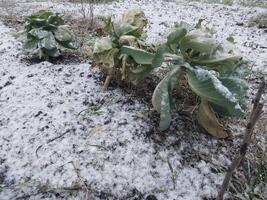 sneeuw viel Aan de tuin waar groenten toenemen in de dorp foto