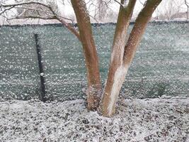 sneeuw viel Aan struiken en bomen in de dorp foto