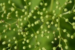 bos bloemen close-up van verschillende kleuren achtergronden foto