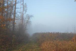 ochtendmist en nevel in het bos en dorp foto