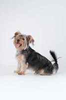 shire terrier op witte achtergrond met haar foto