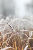 gras weide natuur bedekt met ijzige druppels ochtenddauw. mistig winterweer, wazig wit landschap. kalme koude winterdag, bevroren ijzige close-up natuurlijke planten foto