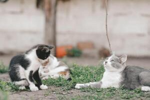 het beste vrienden concept. drie kittens liggen Aan de gras en kom tot rust in de achtertuin in de dorp. voor altijd vrienden katten. foto