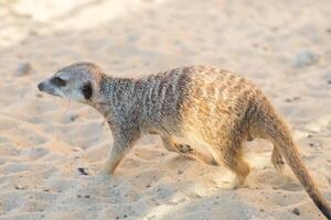 meerkat wandelingen Aan de zand, detailopname foto