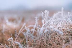 gras weide natuur bedekt met ijzige druppels ochtenddauw. mistig winterweer, wazig wit landschap. kalme koude winterdag, bevroren ijzige close-up natuurlijke planten