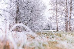 enkele bevroren mooie weideplanten bedekt met ijspegels. winter close-up natuur achtergrond. vrije ruimte voor tekst. selectieve aandacht. ondiepe scherptediepte, koude zachte blauwe tinten foto