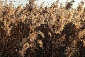 struikgewas van droog riet bij zonsondergang. foto