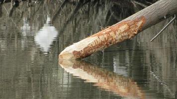 een boom die bever blaft foto