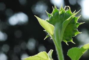 zonnebloem jonge knop bloeien, macro, close-up foto