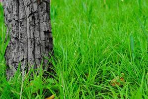 groen gazon met bomen buiten foto