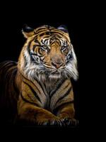sumatran tijger geïsoleerd Aan zwart achtergrond. foto