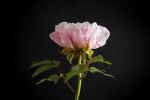 bloeiend roze boom pioen bloem Aan zwart achtergrond foto