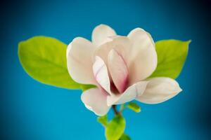 een roze bloem Aan een Afdeling van bloeiend magnolia dichtbij omhoog foto