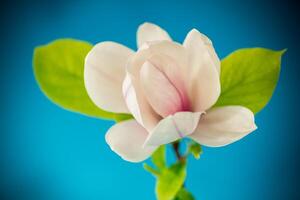 een roze bloem Aan een Afdeling van bloeiend magnolia dichtbij omhoog foto