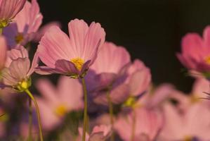 roze kosmosbloem in de tuin foto