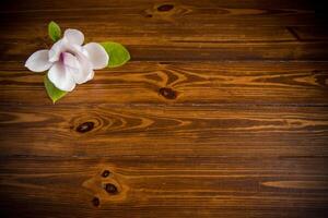 een roze bloem Aan een Afdeling van bloeiend magnolia Aan een houten tafel foto