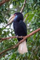 groot vogel neushoornvogel blauw nek neergestreken Aan boom in park foto