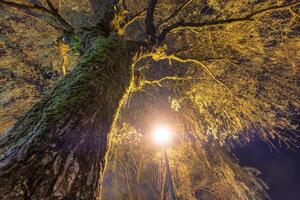 groot wilg boom Afdeling met licht lamp schijnen foto