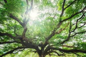 reusachtig monnik peul boom of regen boom met verspreiding de takken schaduwrijk en zonlicht schijnen groeit in openbaar park foto