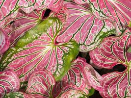 dichtbij omhoog van caladium blad. foto