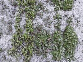 sneeuw viel Aan de tuin waar groenten toenemen in de dorp foto