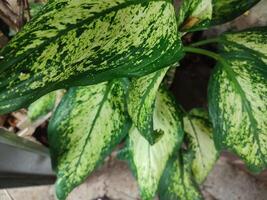 dieffenbachia seguine, tropisch planten met mooi structuur groen bladeren. foto