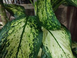 dieffenbachia seguine, tropisch planten met mooi structuur groen bladeren. foto