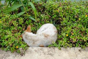 verdwaald hond slapen verkoudheid in weide foto