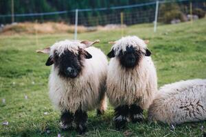 Wallis zwarte neus schapen geheel wol in kraam Aan heuvel tussen de Zwitsers Alpen Bij platteland foto