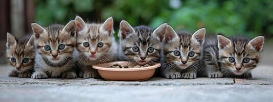 ai gegenereerd zes klein kittens eten voedsel uit van een kom foto