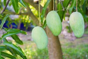 mango fruit Aan boom in boomgaard foto