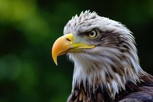 ai gegenereerd schot van een adelaar stoïcijns blik belichamend de geest van de ongetemd wildernis foto